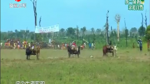 非洲终极瘤牛大赛 震撼开启