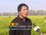 安徽：乡村振兴战略加速农业农村现代化