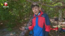 丛林家族即将迎来全新挑战